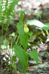 Greater yellow lady's slipper